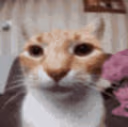 CatStare emote