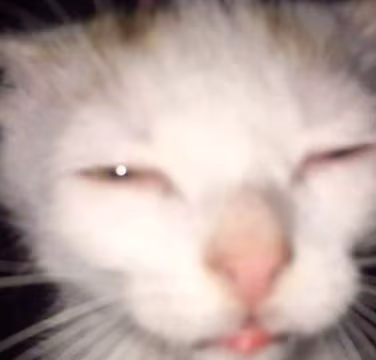 mangothecat emote