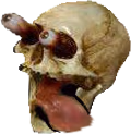 Skull_Hungry emote
