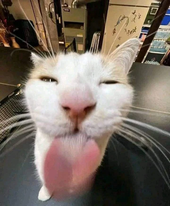 Gato emote