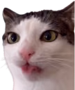 blep emote