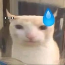 bruhcatsweat emote