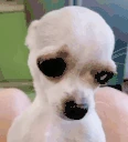 dogShy emote