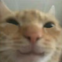 gusichappy emote
