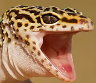 LeopardGeckoScrem emote