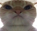 catthickhead emote