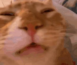 puh emote