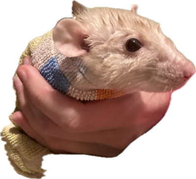 aodarat emote