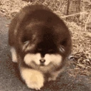 fluffy emote