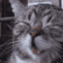 lol emote