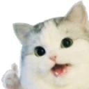 catokaythumbsup emote