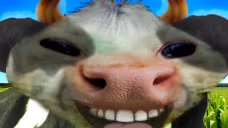 xddcow emote