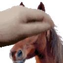 PETTHEHORSE emote