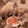 monkey_feast emote