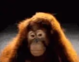 yes emote