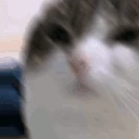 OhTheMisery emote