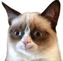 grumpycat_happy emote