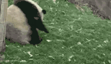 Pandaflips animated emote