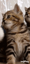 Cattoe