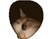 whoDis emote