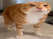 oye emote