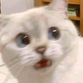 cat_what emote