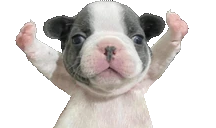 STOPFIGHTING emote