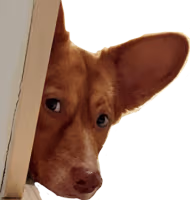 Pidge_Peaking emote