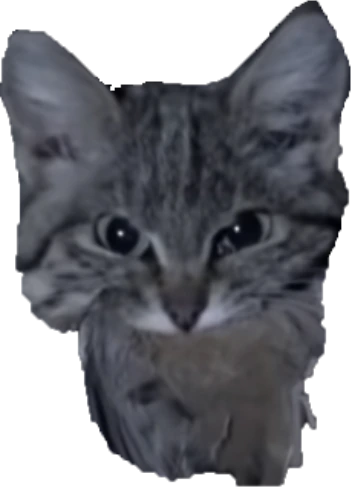 cat emote