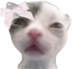 Coquette_cat emote
