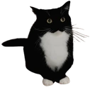 maxwellstand4 emote