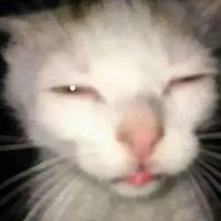 goofy_ah_cat emote