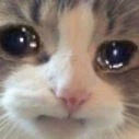 Fdpsadcat emote