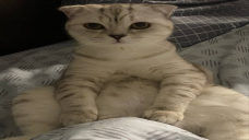 sit static emote