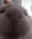 funnywhitecat12 emote