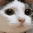 catNOO emote