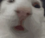 funnywhitecat5 emote
