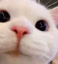 hello emote