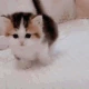 KittyWalk emote