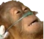 LifeSupport emote