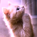 prayin emote