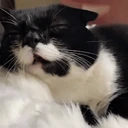 beOlrite emote