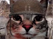 WAR emote