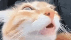 pizdun emote