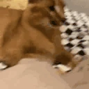 HeScared emote
