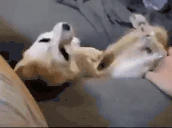 ppPoof emote