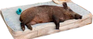 kabanchik emote