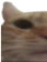 cat_1 emote