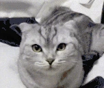 popizdi animated emote
