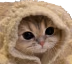 CatCozy emote